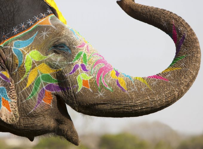 Wallpaper Elephant, India, cute animals, Animals 558016402